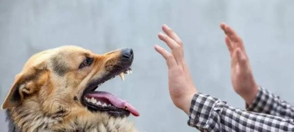 天猫配资端 当狗对人类发起攻击时，如何有效应对？