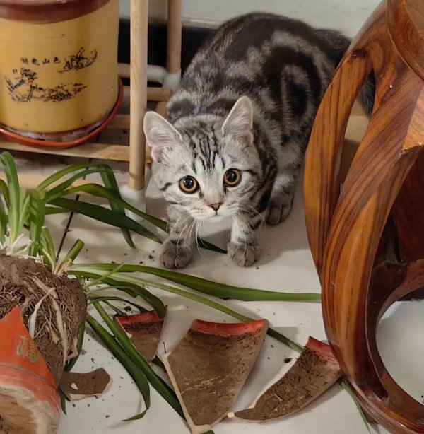 点点赢 猫咪孤独的7个等级，大部分不超过4级，你家猫在哪个等级？