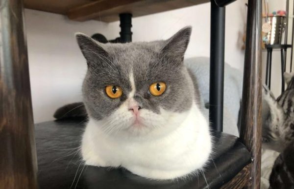 兆富配资 猫咪也有喜欢的主人，你在其中吗？